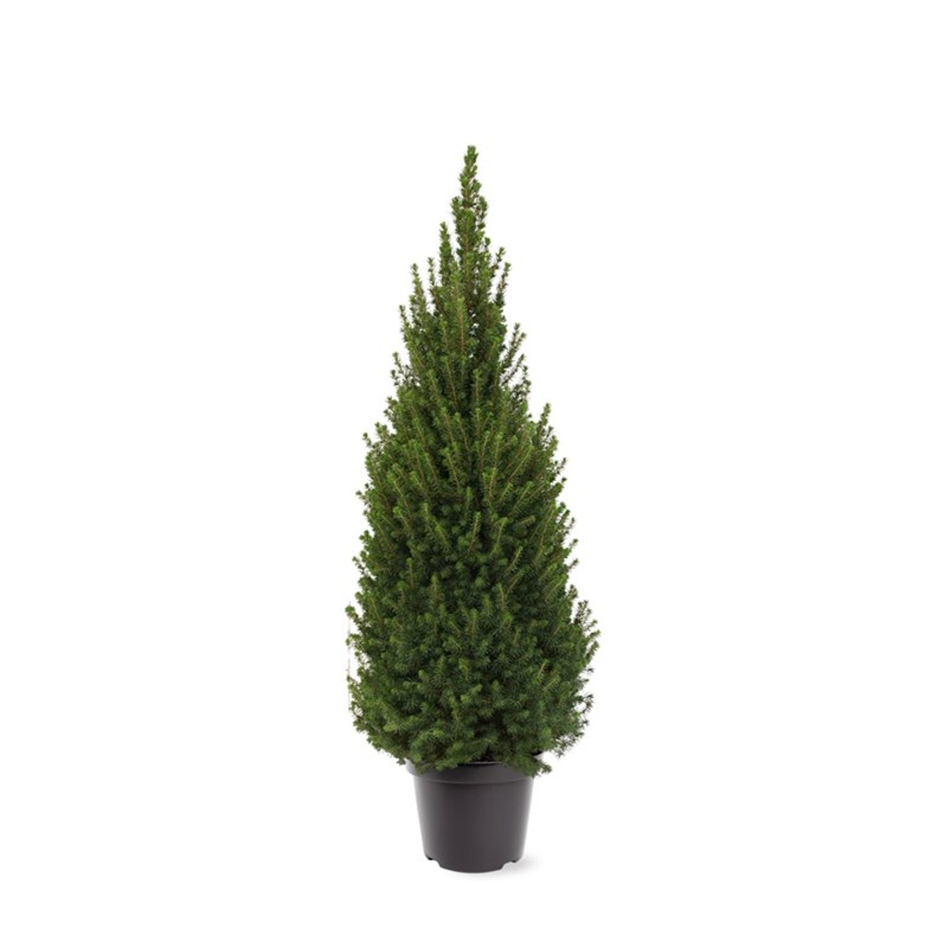 Picea glauca 'Perfecta' (Conica) - C7.5 80-100 CM
